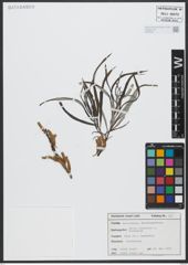 Foto von Salix viminalis L.